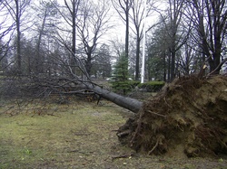 tree damage3 SJS Mar 14 2010.jpg